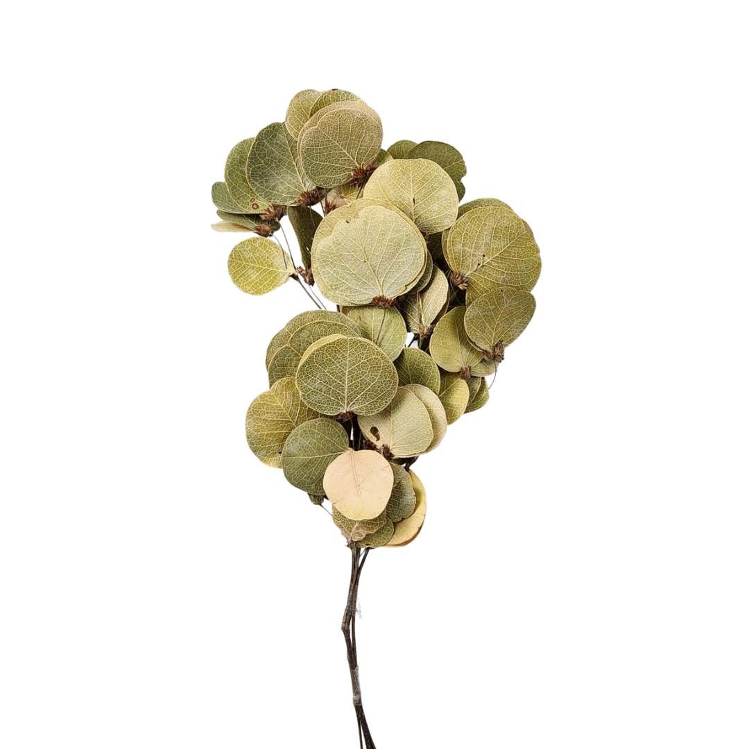 Planta Desidratada Flor Moeda Natural - 01 Galho