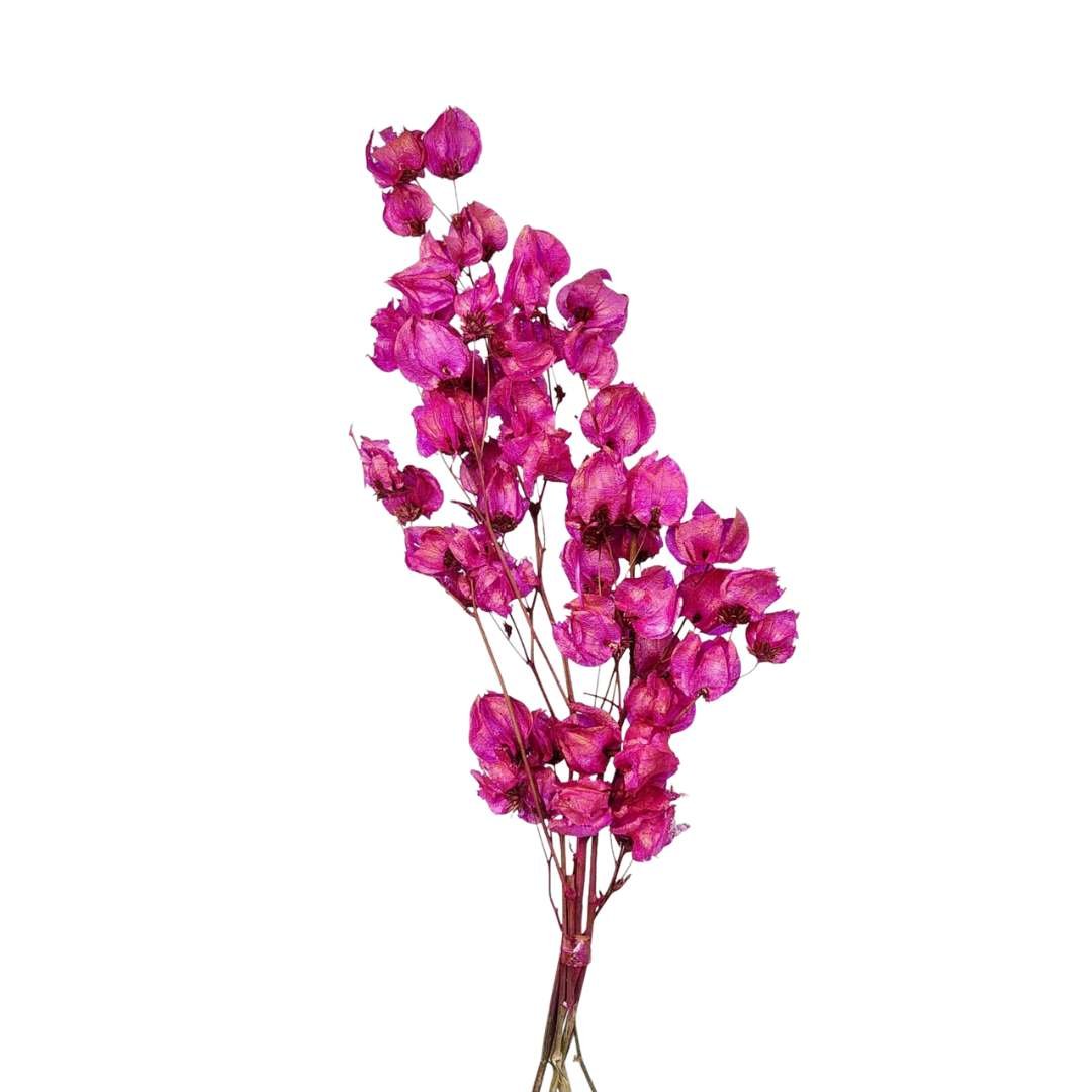 Planta Desidratada Flor de Bougainvillea Rosa Escura - 01 Galho