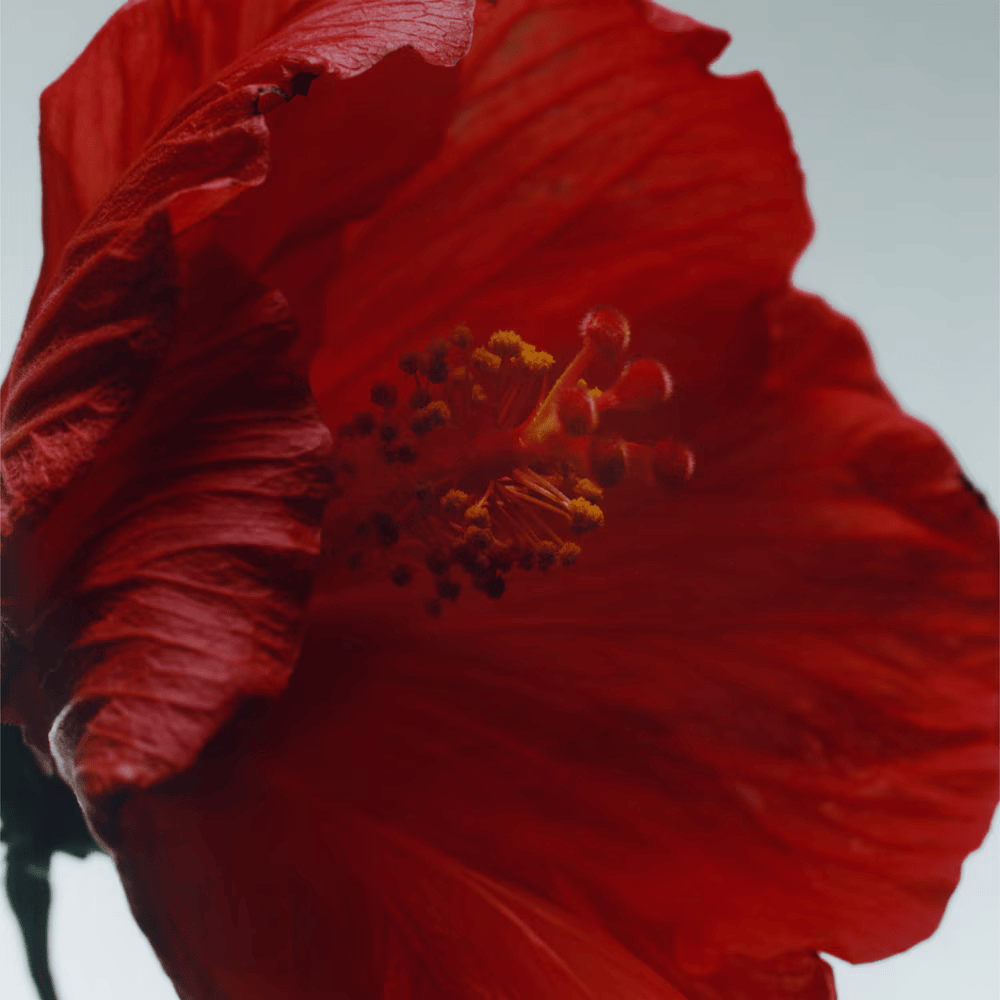 Colônia Intensa Jo Malone London Red Hibiscus 50ml 2