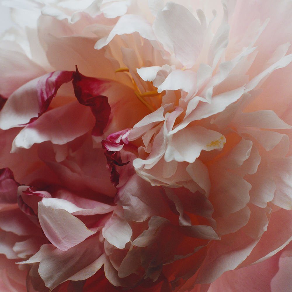 Spray de Ambiente Peony & Blush Suede - 50ml 50ml 2