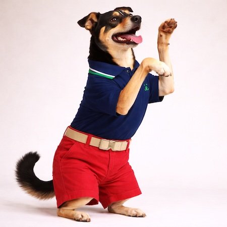 Bermuda para Pet - Brim - Vermelha Vermelho 2