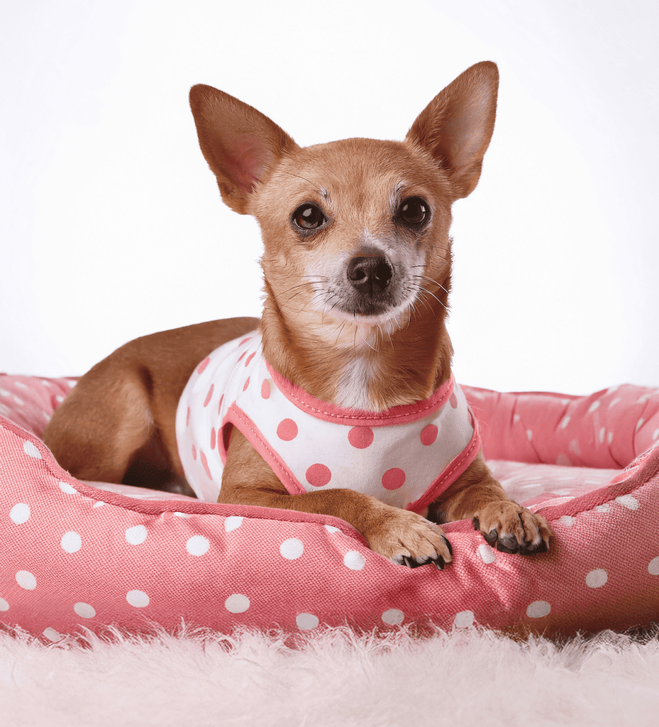 Pijama para Pet - Arias - Rosa e Branco Branco/Rosa 3