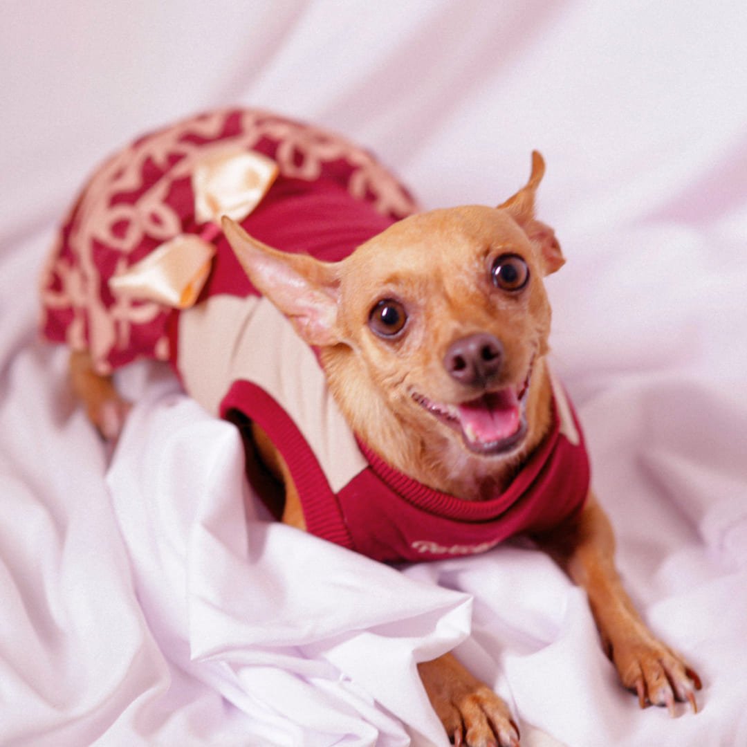 Vestido para Pet - Julie - Vinho e Bege Vinho/Bege 4